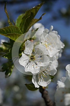 Detail of white flowers on a blossoming tree