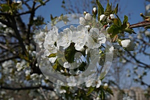 Detail of white flowers on a blossoming tree