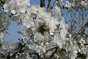 Detail of white flowers on a blossoming tree