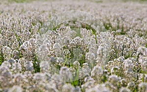 Detail White Flowers (Thlaspi) in Meadow photo