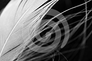 Detail of white fluffy swan feather on black background, macro. Concept of tenderness and softness, close-up. Beauty horizontal