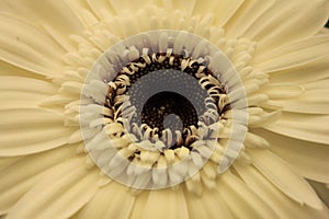 Detail of a white gerbera flower macro