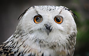 Owl bird closeup. Detail of white and gray western Siberian eagle owl Bubo bubo sibiricus portrait photo