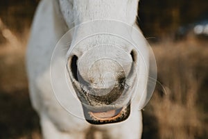 Detail of the white horse`s nostrils with opened mouth, looking like laughing horse