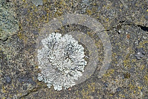 Detail of white lichen growing on the surface of a rock