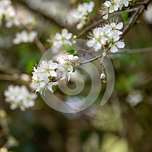 Detail of white little flowers in a tree