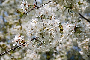 Detail of white little flowers in a tree