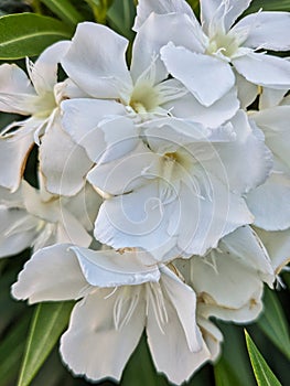 Detail of White Oleander Flowers Growing in Garden