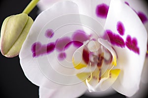 Detail of white orchid with pink dots isolated over black