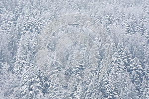 Detail of a pine tree forest covered by snow photo
