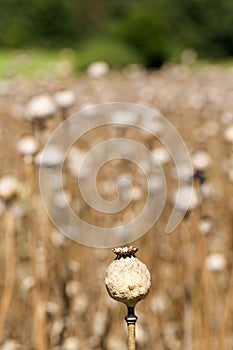 Detail of white Poppy Head