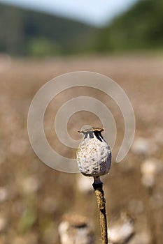 Detail of white Poppy Head