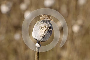 Detail of white Poppy Head