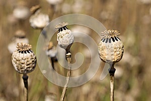 Detail of white Poppy Heads