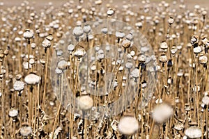 Detail of white Poppy Heads