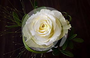 Detail of a white rose with green leaves