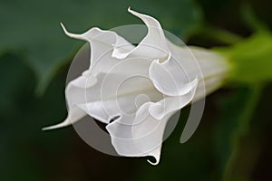 Detail of white trumpet shaped flower of hallucinogen plant Devil`s Trumpet Datura Stramonium, also called Jimsonweed.