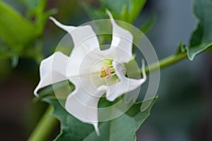 Detail of white trumpet shaped flower of hallucinogen plant Devil`s Trumpet Datura Stramonium, also called Jimsonweed.