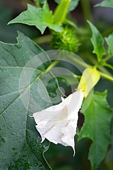 Detail of white trumpet shaped flower of hallucinogen plant Devil`s Trumpet Datura Stramonium, also called Jimsonweed