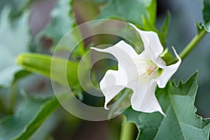 Detail of white trumpet shaped flower of hallucinogen plant Devil`s Trumpet Datura Stramonium, also called Jimsonweed.