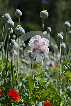 Detail of white-violet poppy and poppy heads in poppy field