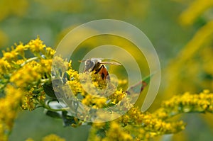 Detail of a wild bee on a yellow goldenrod Solidago canadensis flower.