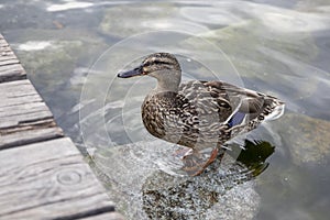Detail of a wild duck standing on a stone in a lake by the shore with a wooden bridge
