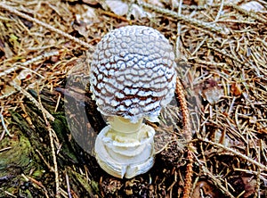 Detail of a wild mushroom growing in a forest in late summer