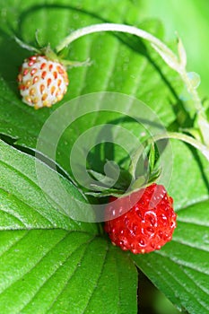 Detail of wild strawberry