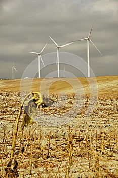 Detail of a wind farm in southern Spain. Renewable energy.