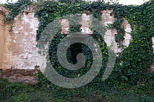 Detail of a window from an abandoned building ruin with plant