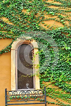 Detail window with ivy wall