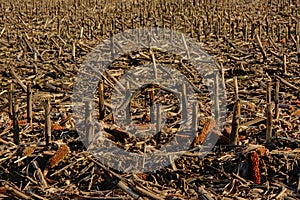 Detail of winter farmland with stubbles of corn plants