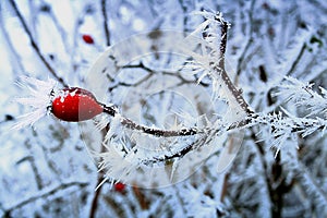 Detail of winter frozen rose hips with ice crystals