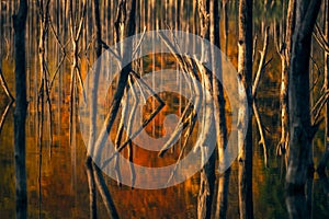 Detail of wizened trees coming out of the water with forest reflection in the lake