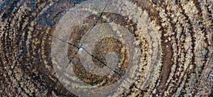 Detail of wood texture. natural texture background