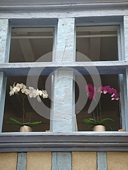 Wood blue window with white and purple orchideis to Dinan in France. photo