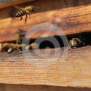 Detail of a wooden bee hive with flying bees.