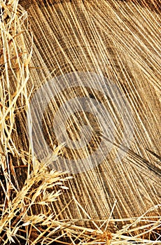 Detail of wooden cut texture and dry grass hay