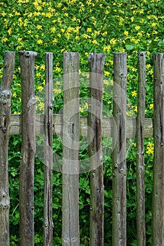 Wooden fence with Chelidonium majus