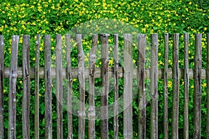 Wooden fence with Chelidonium majus photo