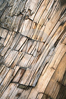 Detail of a wooden trunk splintered