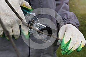 Detail of worker pruning wine grapes, cutting old branches in vineyard in spring