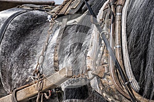 Detail of a working horse