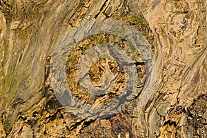 Detail of the worn bark of an old willow tree