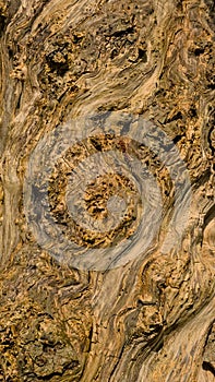 Detail of the worn bark of an old willow tree