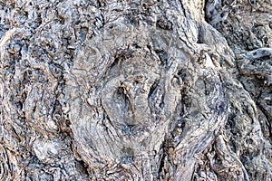 Detail of the wrinkles on the trunk of a centenary olive tree photo