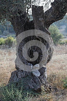 detail of a writhed olive tree trunk