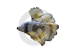 Detail of Yellow betta fish or Siamese fighting fish isolated on white background with clipping path