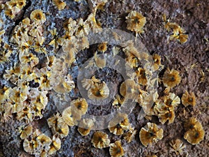 Detail of yellow cacoxenite phosphate mineral